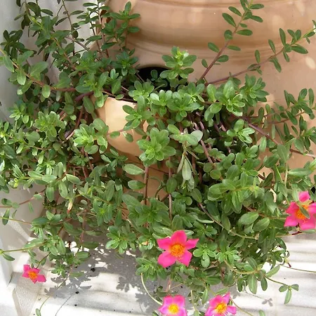 Secret Garden In The Old Town Appartement Lecce